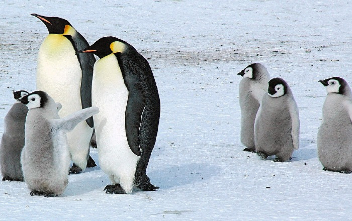 gallery/emperor penguin